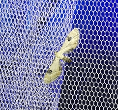 Eupithecia centaureata