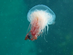 Cyanea annaskala