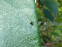 Phintella vittata