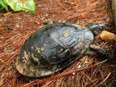 Terrapene carolina
