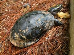 Terrapene carolina