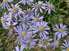 Aster amellus