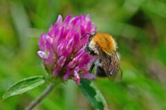 Bombus pascuorum