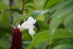 Xylocopa latipes