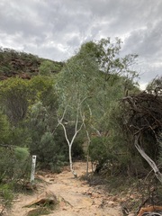 Eucalyptus camaldulensis arida