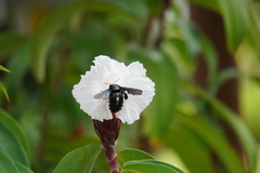 Xylocopa latipes