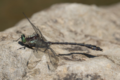 Dromogomphus spinosus