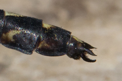 Dromogomphus spinosus