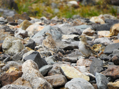 Montifringilla davidiana