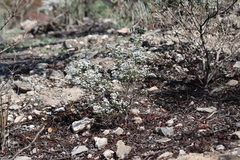 Olearia brachyphylla