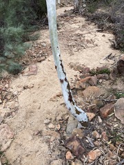 Eucalyptus camaldulensis arida