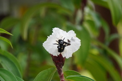 Xylocopa latipes