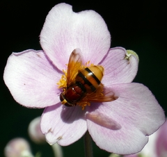 Volucella zonaria