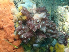 Botrylloides magnicoecus