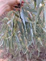 Eucalyptus camaldulensis arida