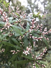 Leucopogon affinis