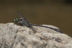 Dromogomphus spinosus