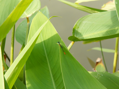 Ceriagrion cerinorubellum
