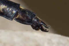 Dromogomphus spinosus