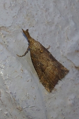 Hypena rostralis