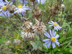 Aster amellus