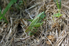 Decticus verrucivorus
