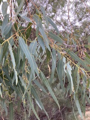 Eucalyptus camaldulensis arida