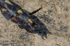 Dromogomphus spinosus