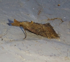 Hypena rostralis