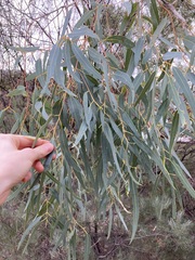 Eucalyptus camaldulensis arida
