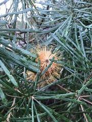 Banksia collina