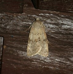 Epipsilia grisescens