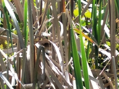 Bradypterus baboecala