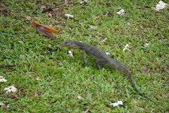 Varanus salvator macromaculatus