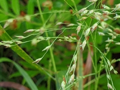 Panicum virgatum