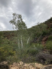 Eucalyptus camaldulensis arida