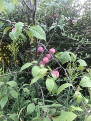 Prunus americana