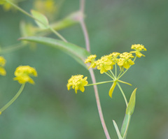 Bupleurum