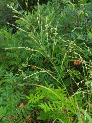 Panicum virgatum