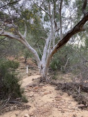 Eucalyptus camaldulensis arida