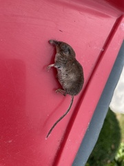 Sorex minutus
