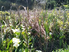 Bradypterus baboecala