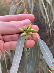 Eucalyptus camaldulensis arida
