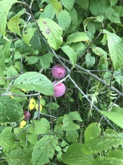 Prunus americana