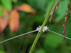 Panicum virgatum