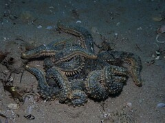 Coscinasterias muricata