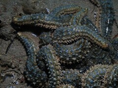 Coscinasterias muricata