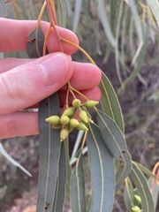 Eucalyptus camaldulensis arida