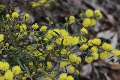 Acacia aspera