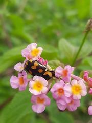 Clinteria klugi